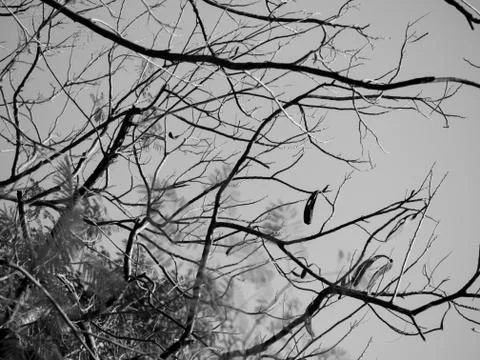 TREE BRANCHES UNDER SUNLIGHT Stock Photos