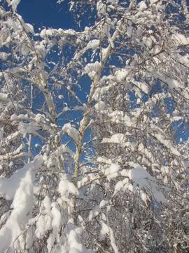 Tree branches under thick winter snow Stock Photos