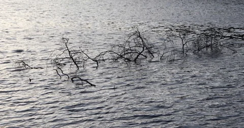 Tree branches under the water Stock Footage 126253167