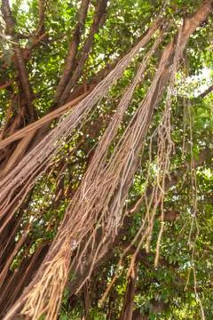 Tree branches. View from the bottom Stock Photos