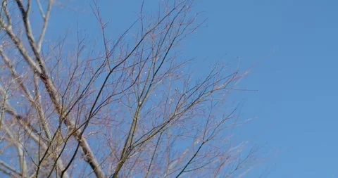 Tree branches view up to clear blue sky in japan.Old oak in early spring. Stock Footage 258849576