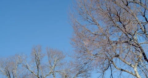 Tree branches view up to clear blue sky in japan.Old oak in early spring. Stock Footage 258849597