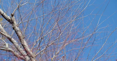 Tree branches view up to clear blue sky in japan. Stock Footage 277842570