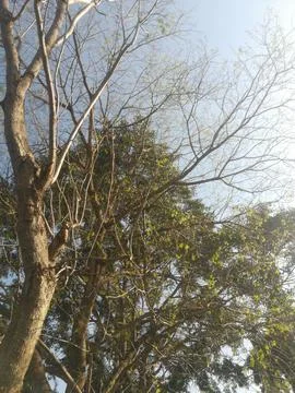 The tree branches view Stock-Fotos