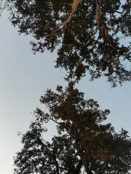 Tree branches view on the sky Stock Photos