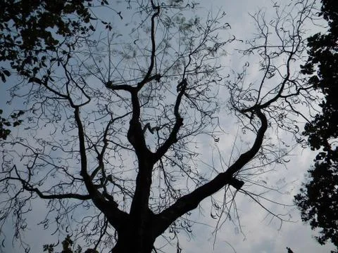 Tree branches want touch the sky Foto stock