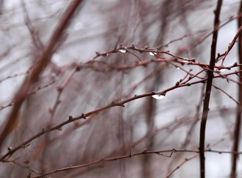 Tree branches water drops Stock Photos