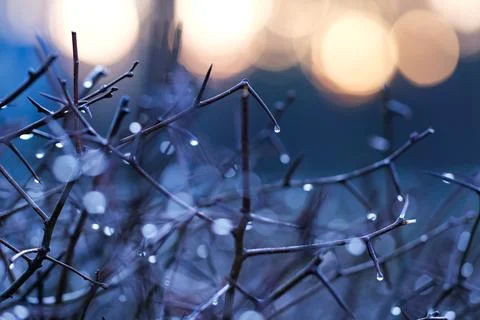 Tree branches with water drops Stock Photos