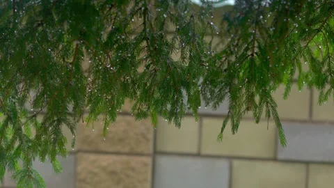 Tree branches, water, tree, moist Stock Footage 279648912