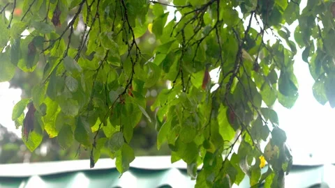 Tree branches, water, tree, moist Stock Footage 279649351