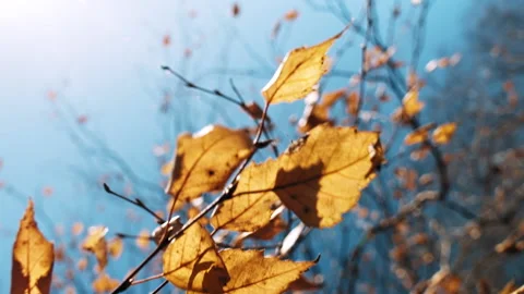 Tree branches wave in wind Video stock 168007598