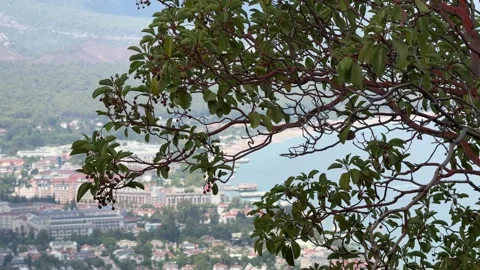 Tree branches wave in the wind. View from the mountain to the city on the Stock Footage 308316605