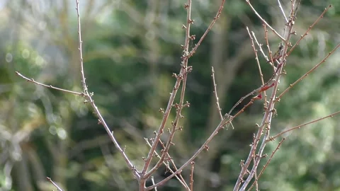Tree branches waving in the strong wind in the italian countryside. Stock-Footage 264093076