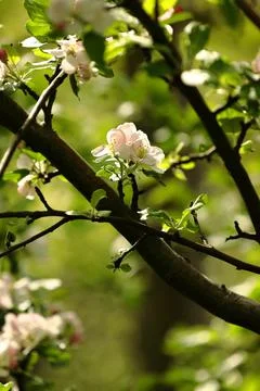 Tree branches which bloom beautifully in the suburbs and in wild gardens Stock Photos