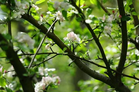 Tree branches which bloom beautifully in the suburbs and in wild gardens Foto stock