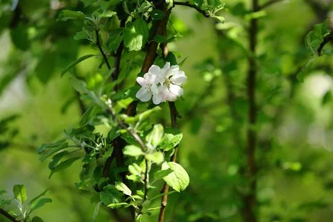 Tree branches which bloom beautifully in the suburbs and in wild gardens Stock Photos