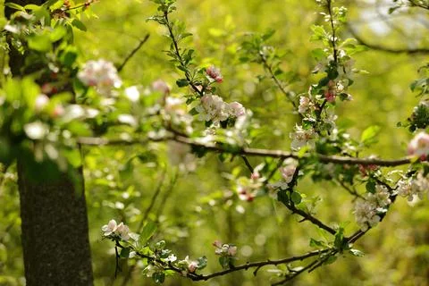 Tree branches which bloom beautifully in the suburbs and in wild gardens Stock Photos