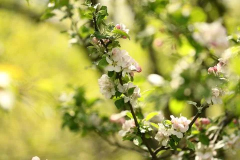 Tree branches which bloom beautifully in the suburbs and in wild gardens Stock Photos