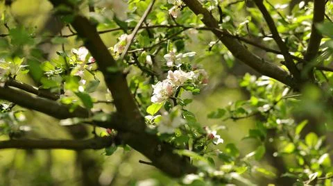 Tree branches which bloom beautifully in the suburbs and in wild gardens Stock Photos