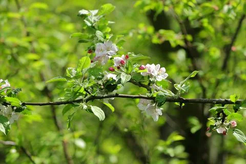 Tree branches which bloom beautifully in the suburbs and in wild gardens Stock Photos