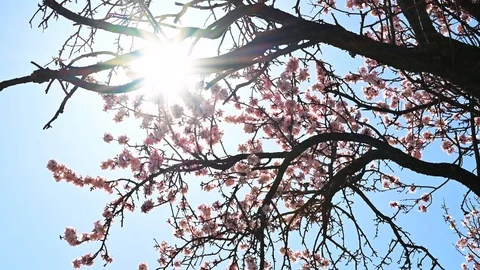 Tree with branches in which there are peach blossoms in bloom Stock Footage 105662304
