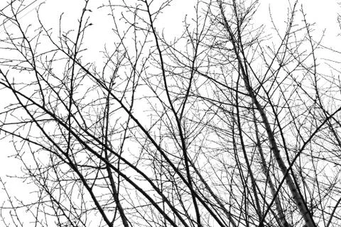Tree branches on a white background. Stock Photos