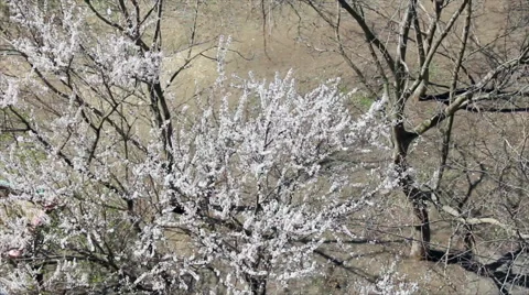 Tree branches in white blossom Stock Footage 42348365