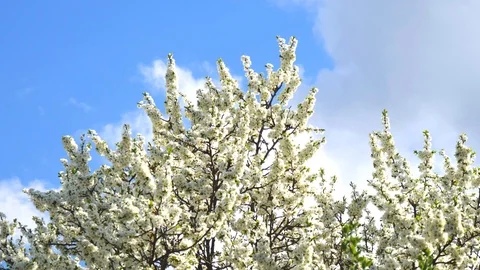 Tree branches with white flowers sway against a blue sky. Spring background, Stock Footage 119061375