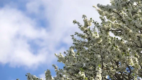 Tree branches with white flowers sway against a blue sky. Spring background, 库存影片 119061632
