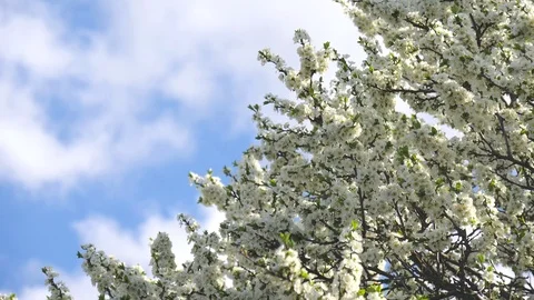 Tree branches with white flowers sway against a blue sky. Spring background, 库存影片 119061738