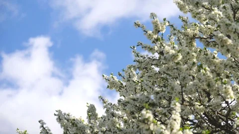 Tree branches with white flowers sway against a blue sky. Spring background, Stock Footage 119062261