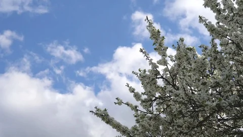 Tree branches with white flowers sway against a blue sky. Spring background 库存影片 119062939