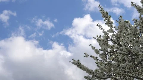 Tree branches with white flowers sway against a blue sky. Spring background 库存影片 119062941
