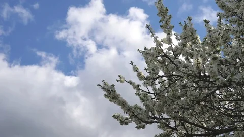 Tree branches with white flowers sway against a blue sky. Spring background Stock Footage 119063202