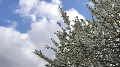 Tree branches with white flowers sway against a blue sky. Spring background Stock Footage 119063374