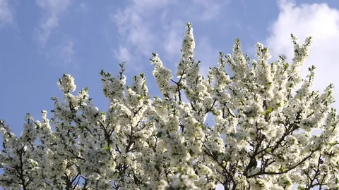 Tree branches with white flowers sway against a blue sky. Spring background Stock Footage 119063678