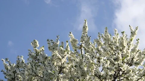 Tree branches with white flowers sway against a blue sky. Spring background, 動画素材 119064270