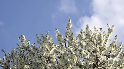 Tree branches with white flowers sway against a blue sky. Spring background Stock Footage 119064487