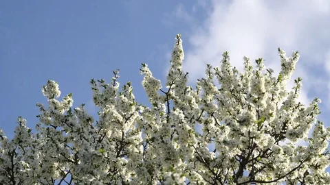 Tree branches with white flowers sway against a blue sky. Spring background 库存影片 119064884