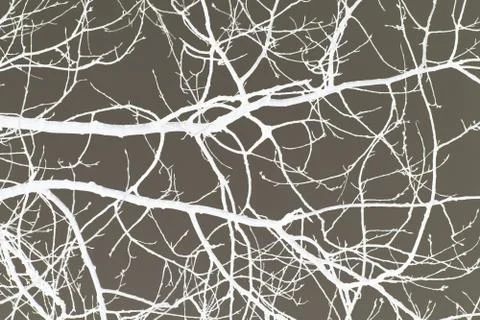 Tree branches white on gray background graphically without leaves Stock Photos