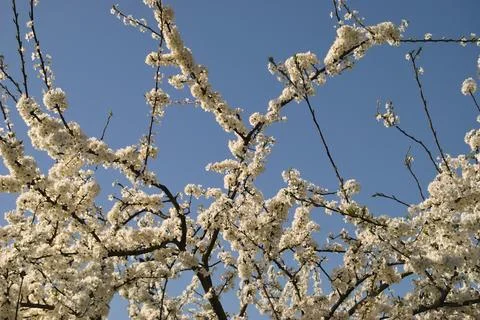 Tree branches with white spring flowers and blue sky behind Stock Photos