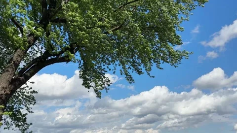 Tree branches in the wind against blue sky Stock Footage 341431192