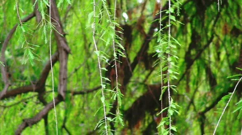 Tree Branches in Wind Stock Footage 630562