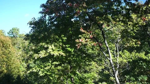 Tree branches in the wind Stock Footage 76451629