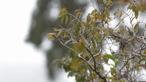Tree branches in the wind Stock Footage 128077419