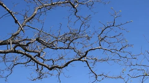 Tree branches in the wind Stock Footage 150725250