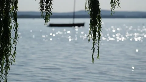 Tree branches in the wind at lake Steinhuder Meer Stock Footage 204978730