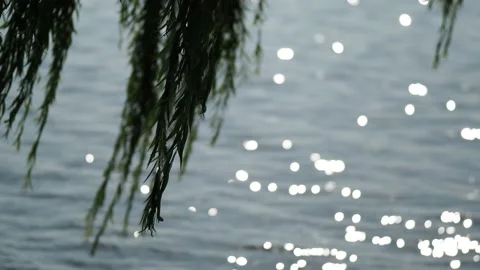 Tree branches in the wind at lake Steinhuder Meer Stock Footage 204978852