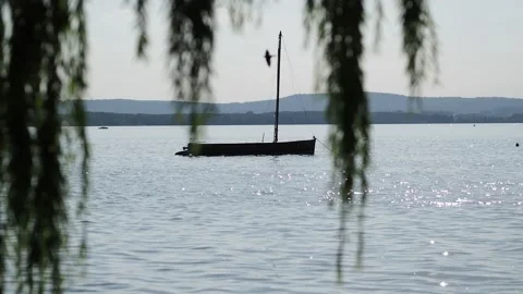 Tree branches in the wind at lake Steinhuder Meer Stock Footage 204980459