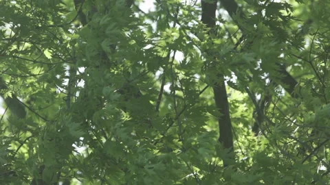 Tree Branches in Wind - Long Lens - 120fps Stock Footage 131690768